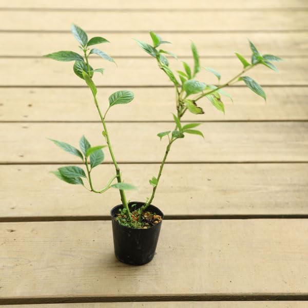②⭕珍種 花筏 ハナイカダ ちび 1苗 Amazon.co.jp: 庭木苗：ハナイカダ（はないかだ）花筏 雌木（メス木